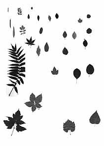 Tableau des feuilles d'arbustes
