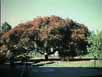 Acer palmatum Atropurpureum - Niagara