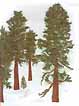 Mosaïque de Sequoia