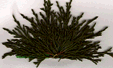 Mosaïque de Juniperus