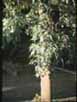 Acer saccharinum feuilles tronc