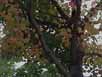 Acer saccharinum feuillage - Darlington