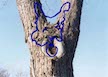 Acer saccharinum écorce lynx